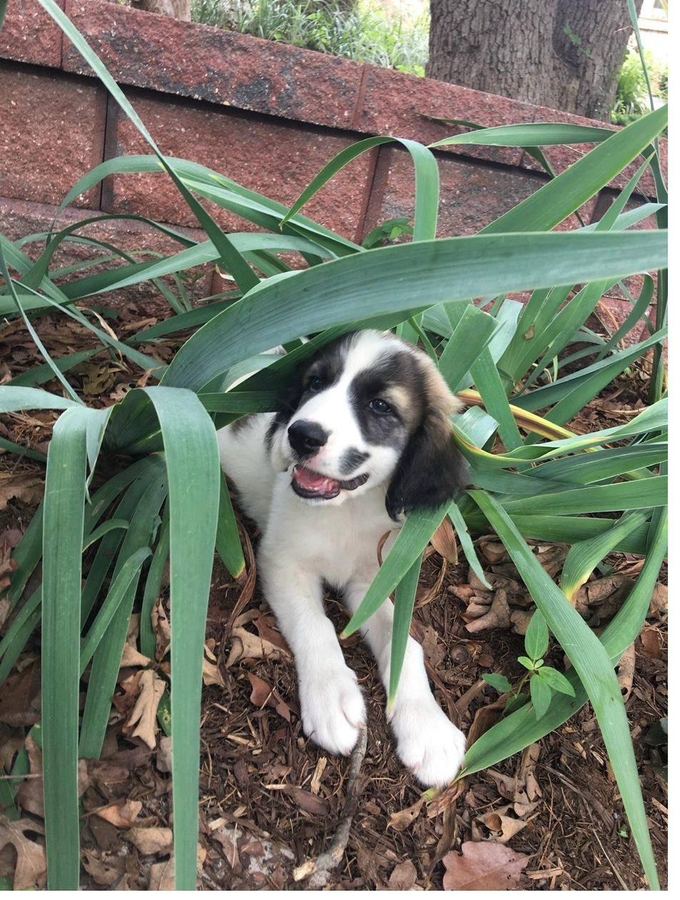 Baby Chicken Nugget exploring the garden as a puppy