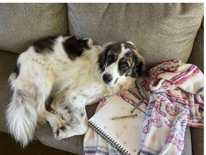 Chicken Nugget supervising Kristine's work notes