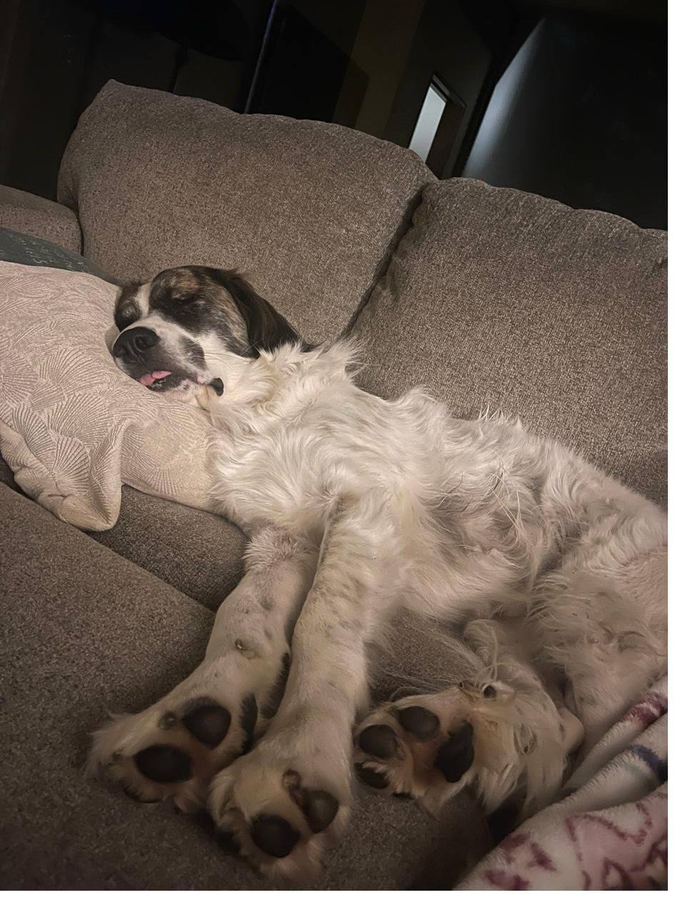 Chicken Nugget fully relaxed and sleeping
